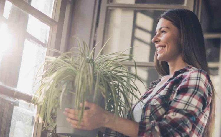 How To Pick The Perfect Houseplant